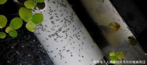  【水质】很多观赏鱼的鱼苗养不大，未必难在水质上，而是因为一个小问题！