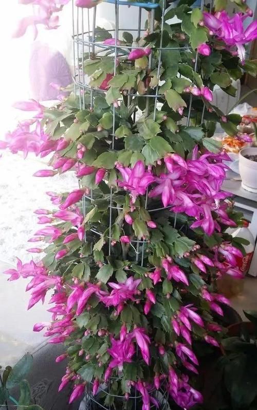  『开完』3种花开完剪一剪，20天又冒花芽，开完一茬又一茬！