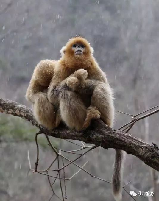 太冷啦！汉中这些小可爱在雪中抱团取暖，萌萌哒~