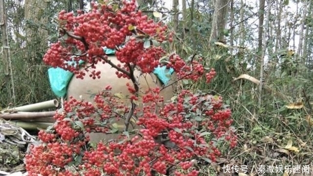 「养护」山谷下的“果树”叫“红子刺”,每棵有200个果实,很漂亮