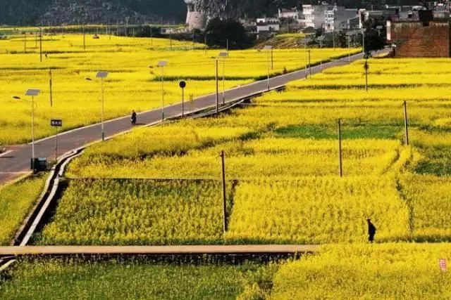 中国最美的油菜花海,油菜花逐渐“染黄”了神州大地