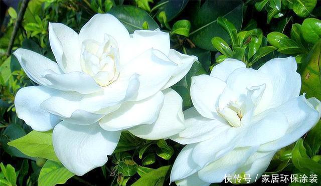  【回家】栀子花有3怕，难怪买回家里就黄叶，学会了叶子翠绿，开花多又香