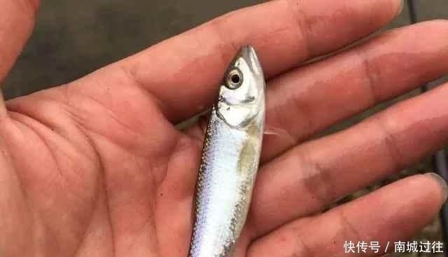 『鱼儿吃口』都说野钓很难,但是为什么还有那么多人喜欢野钓呢?