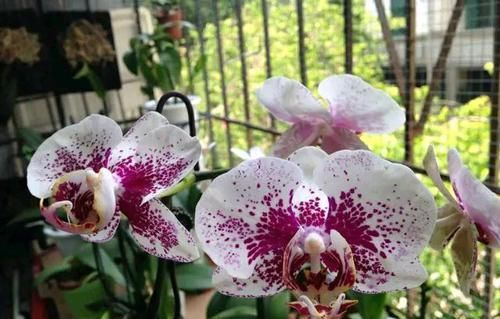  「技术员」蝴蝶兰盆栽什么时候换盆换水苔？蝴蝶兰基地技术员分享8年经验