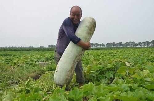  【大个】大个的1毛一斤常滞销，小个的却卖9元一个还热销，农民