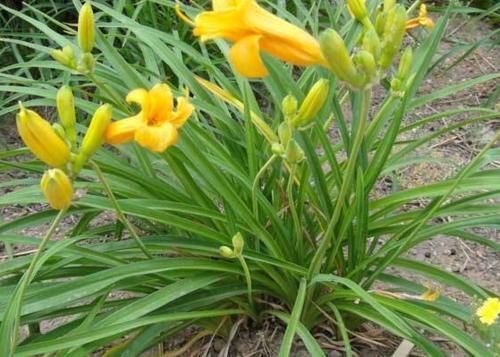  【懒人】农村1种“懒人菜”，只吃花不吃叶，种1次可采收多年，