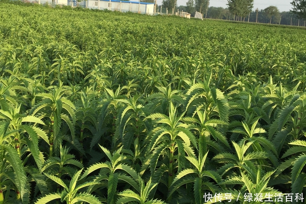  种植■土地里的“人参”价值大，专家大力推广，农民为何不愿意