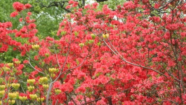  土壤■映山红为什么不开花？如何能让映山红开花？栽培映山红的注意事项