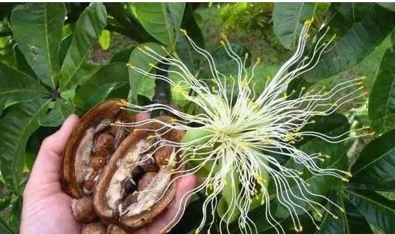  「开花结果」你见过“发财树”开花结果吗？想要开花结果，掌握这两点就够了！