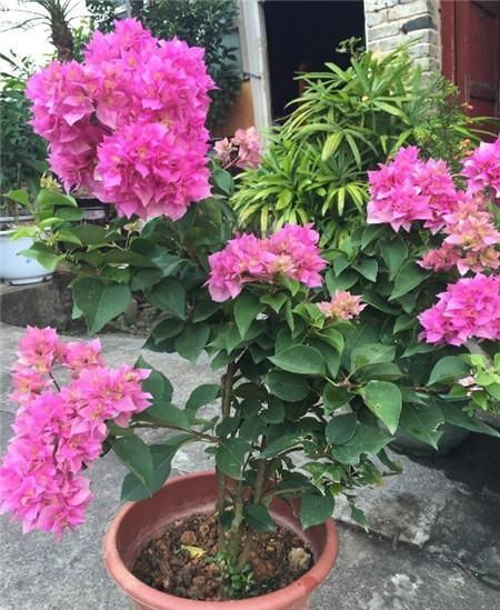  『养植』花开谁见谁夸，人人羡慕，绝佳的观赏花卉，最适合养植观赏