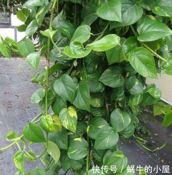 好看:3种植物别再水培了,土培好看又好养,植株长势猛、枝叶繁茂