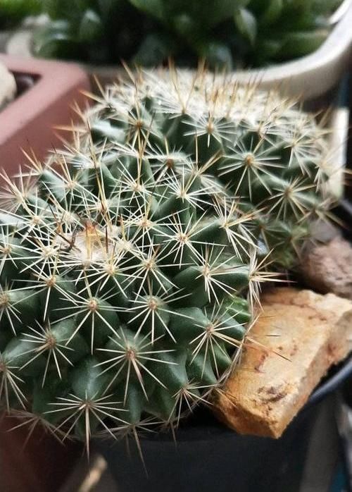  「绿萝」?养花养不活？试试这4种，“植物杀手”都能养活，爆盆不费劲
