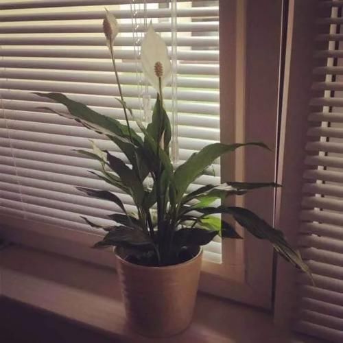  【摆放】卧室里摆放这7种植物，可舒缓心情，帮助更好入眠