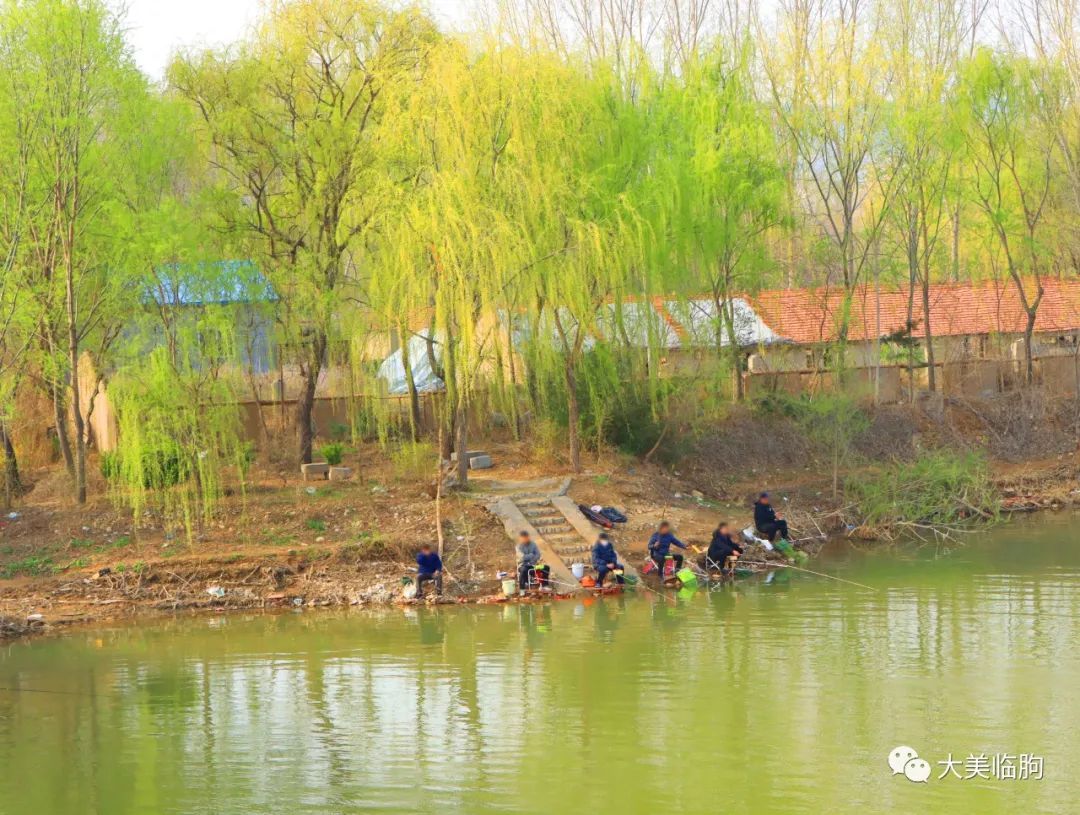  好消息：好消息！临朐桃花开了！今天拍摄的画面