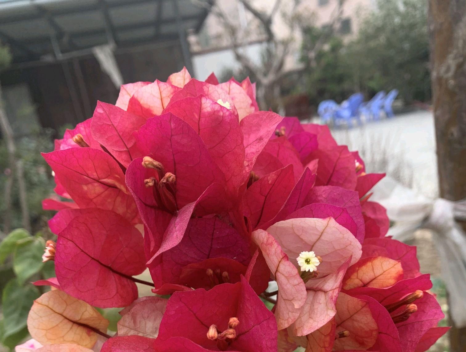  #画报#盛花期的三角梅画报，做到4点，可以延长30天观花期而不掉花
