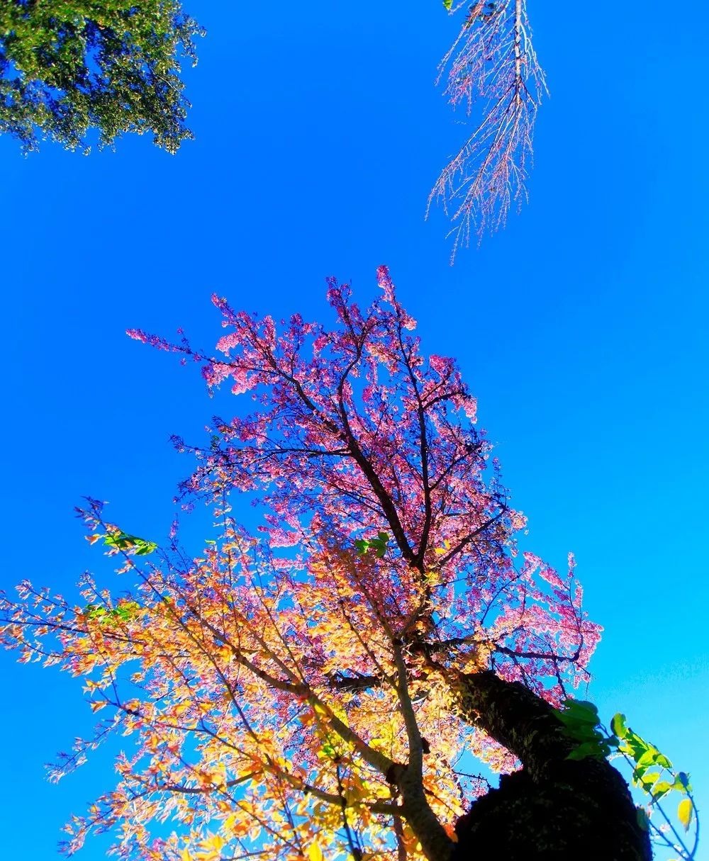 大美无量丨樱花谷的樱花又开了，未来20天，赏花正当时