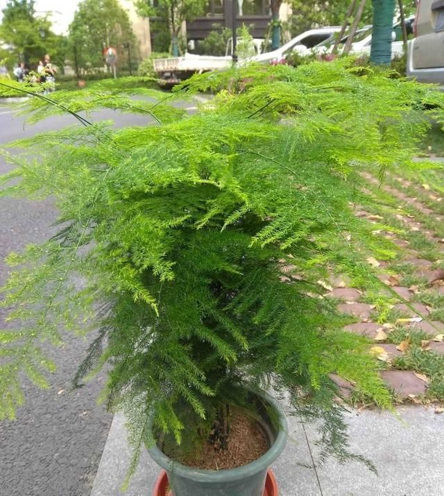  「富贵竹」这几种花不能晒，叶子娇嫩最怕光，晒狠了直接满盆黄叶