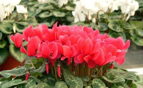  「妖娆」喜欢在家中养护花卉，就选3种花卉，花色鲜艳，花期长，优雅妖娆