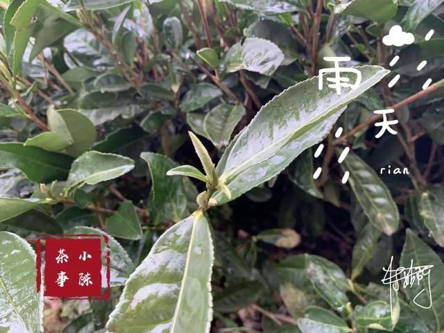  【S师傅】2020春茶笔记第八篇，从2016到2020年，看茶山茶农们的笑脸变化