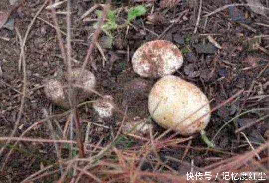 大爷在草堆里发现一堆“白色石头”,仔细辨认后,笑得合不拢嘴