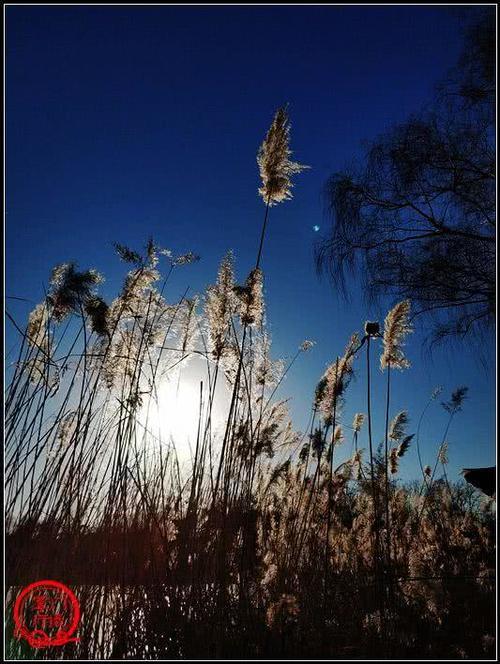 北京市内唯一一座具有田园风光的山村野趣公园，四头猪在路旁应景