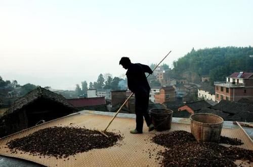  「食用油」野生一斤100元，种植一斤70元，极受欢迎，越来越多农