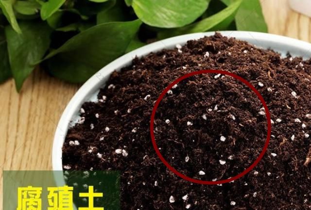 发财树，寓意好，但是总爱烂根，大家跟我学，一定养得绿油油