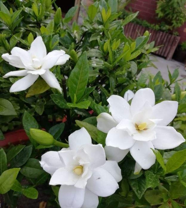  「养分」这3种花,花后狠心剪一刀,来年呼呼爆满盆,亲朋好友来围观!
