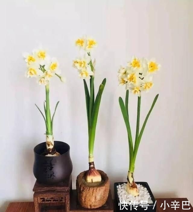  天使■喜欢白色？这五种“洁白花”不可错过，美如雪中天使