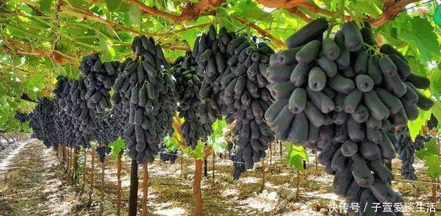  『吃饱』此水果可以盆栽种植, 丢土里就活, 年年开花结果, 1棵管全家吃饱