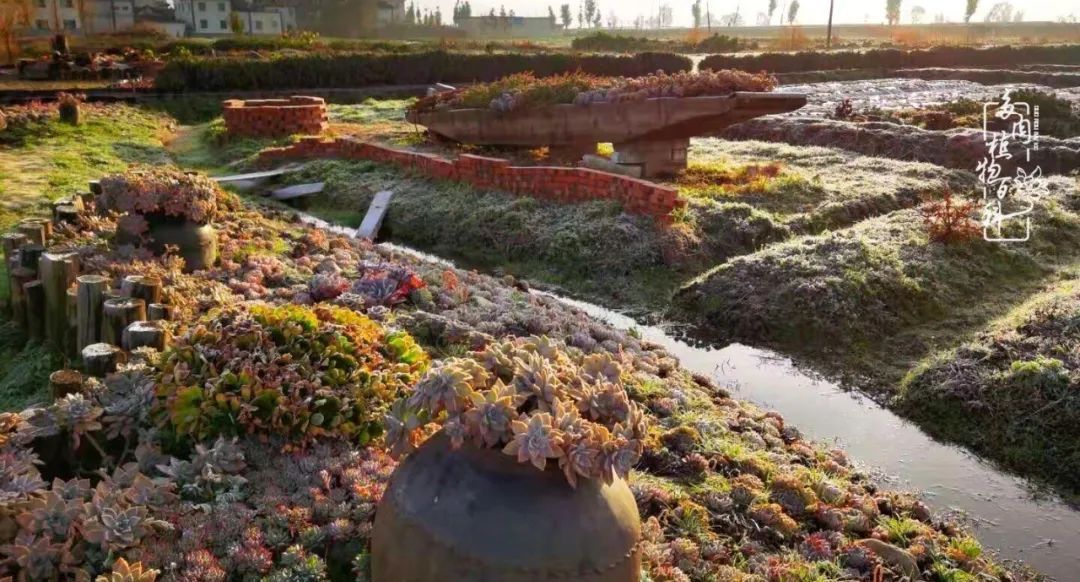  『植物』八种号称“养不死”的多肉,你养了几种?