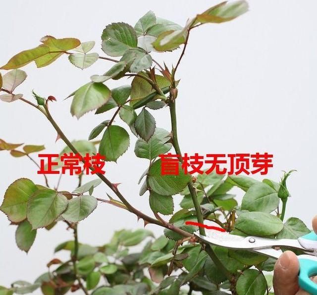 『照好的地方』4月养花，这6件事必须做，晚了再也不开花！