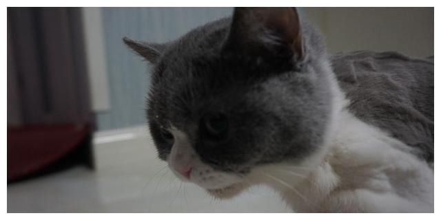 [于猫咪而言]对猫咪来说，几种近乎于虐待般的惩罚行为