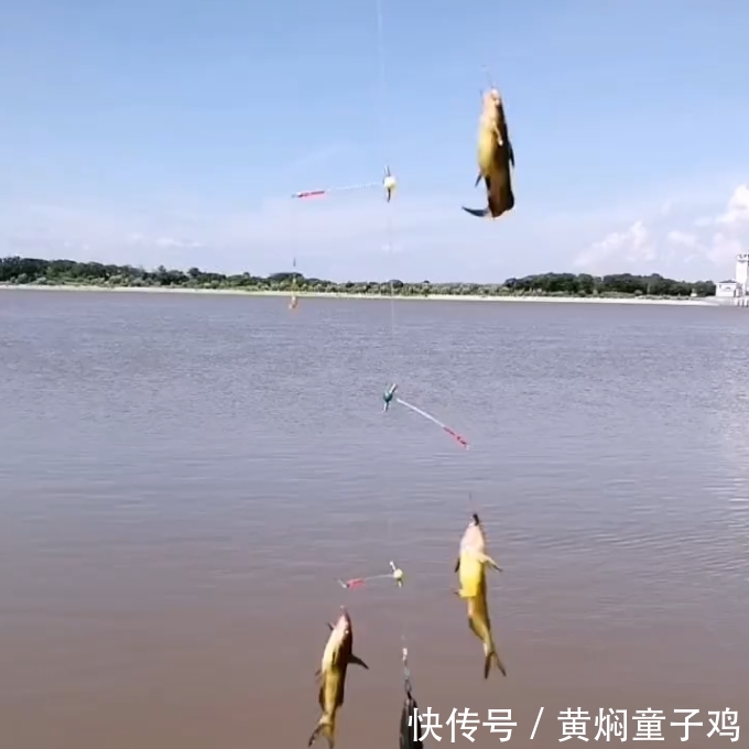 农村人经常钓到的“它”，都当黄骨鱼吃了，殊不知比牛肉还贵！