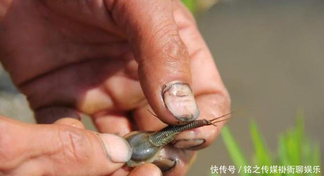  【稻田】稻田里一种益虫，寿命只有90多天，我国仅存一种，如今