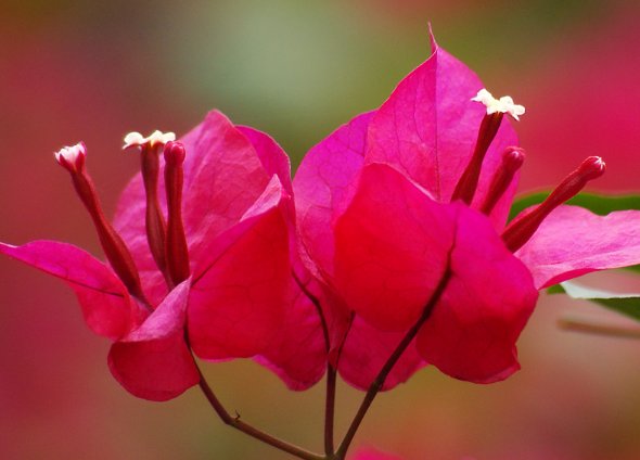 花朵@这些花朵放阳台养,花开爆满花期长,花色柔美,一次开爆成花海