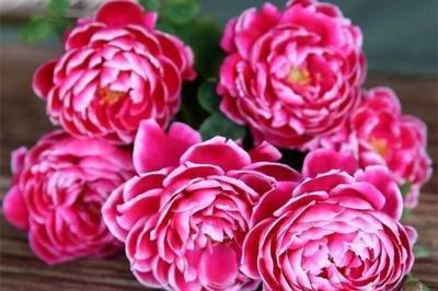  「妖娆」喜欢在家中养护花卉，就选3种花卉，花色鲜艳，花期长，优雅妖娆