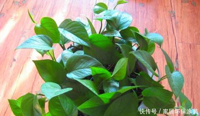『细心』春天养花需要将伤害降到最低,搬动、浇水都要细心,才能根壮花朵