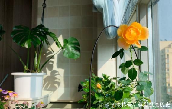  [家里]家里养花太多，被长辈说教，发图片还被取笑，我想说……