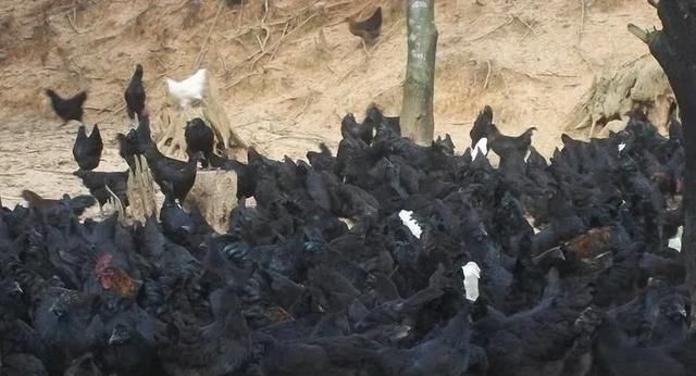  感觉|为什么感觉乌鸡很贵，有些农民却不爱养呢？