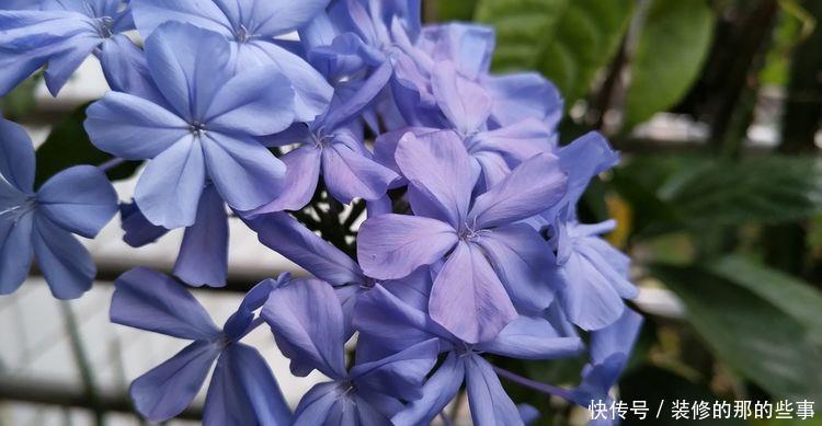 绣球@“5款花”一年花开不断,花开艳丽夺目,花朵似绣球,一眼就爱上