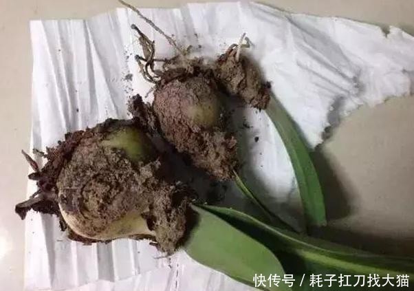 「能力」上班族养花就盆栽红花莲,观赏价值高、养护简单,繁殖能力强
