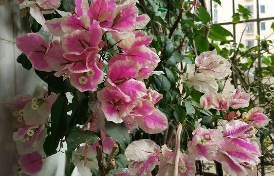  【适合】新手养花就养一盆“百变红樱”，颜色变化多端，花期长适合盆栽养