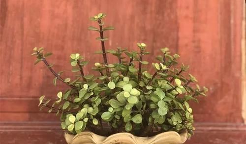  「兰属的植物」8种花其实都是多肉，旱着养才能长爆盆！
