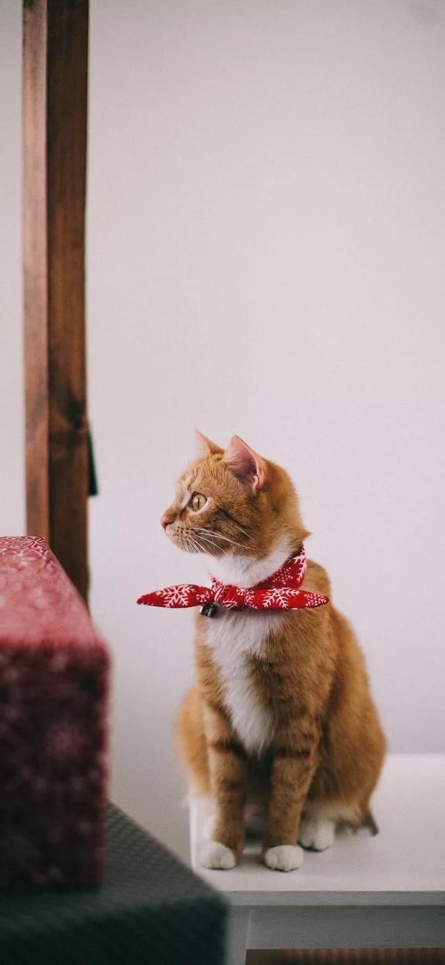  『星球』80张超可爱的猫咪壁纸丨我来自喵星球，来地球只是为了遇见你