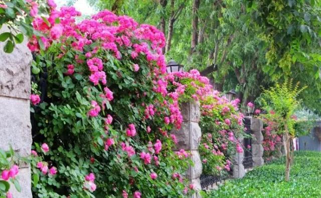 『植物』五月植物及其配植推荐