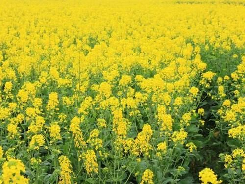 金黄璀璨花开繁盛，“油菜花”盛开之际，娇艳美丽香气扑鼻