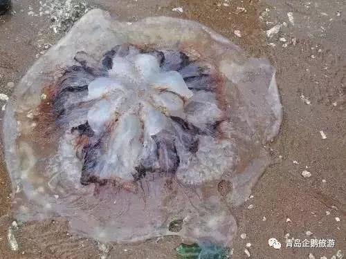 辟谣！青岛海边僧帽水母致人死是假的
