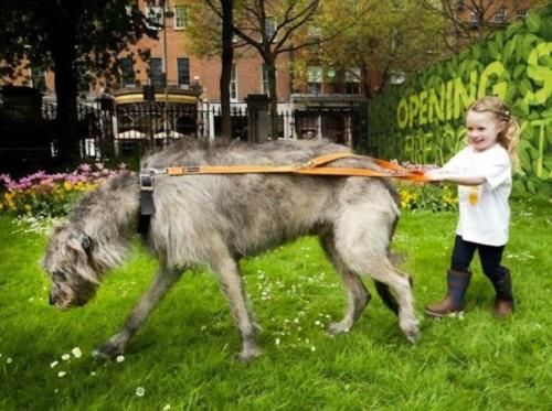 听过爱尔兰猎狼犬吗 这种狗狗的体型巨大 可能大到超乎你的想象 快资讯