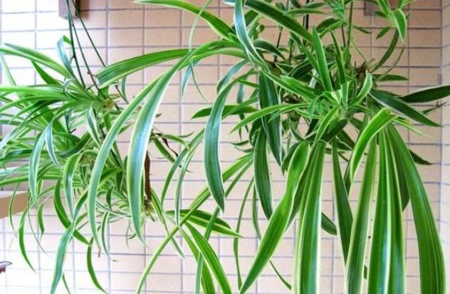  植物：“吸甲醛”最强的4种“植物”，聪明人都在养，为了健康就养它们